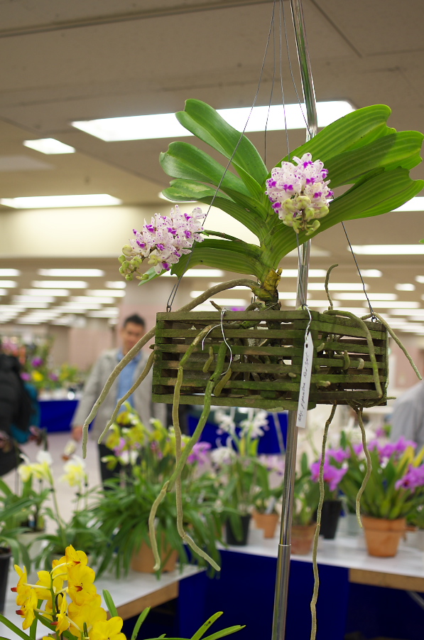 IMGP5424.jpg(291785 byte)