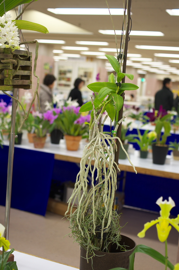 IMGP5425.jpg(284646 byte)