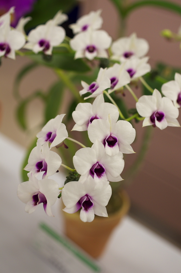 IMGP5428.jpg(188096 byte)