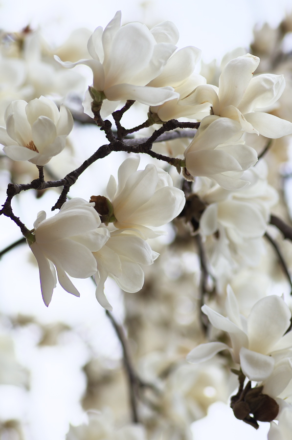 IMGP8967.jpg(199289 byte)