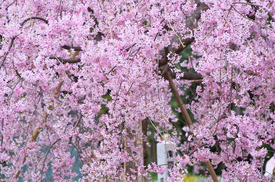 IMGP8970.jpg(638610 byte)