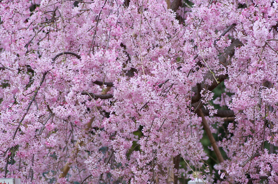 IMGP8972.jpg(619862 byte)