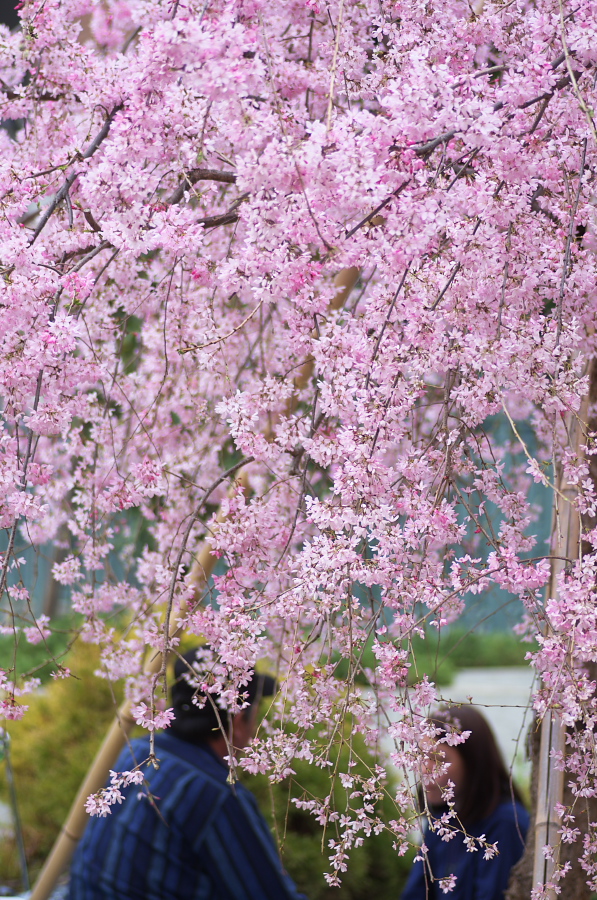 IMGP8977.jpg(540039 byte)