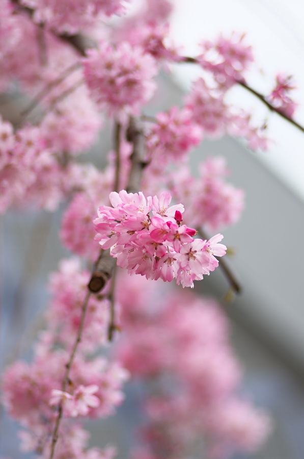 IMGP8980.jpg(184432 byte)