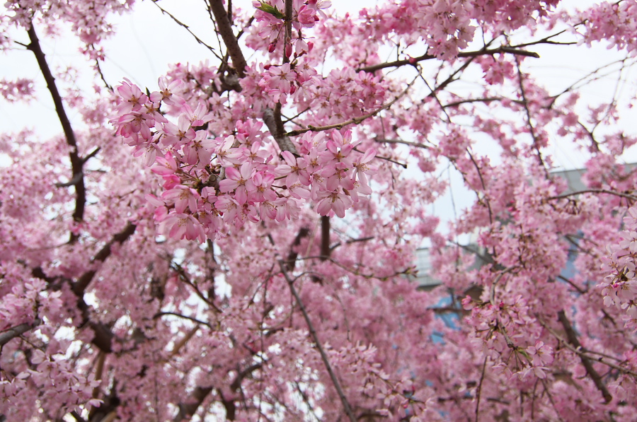 IMGP9000.jpg(413587 byte)