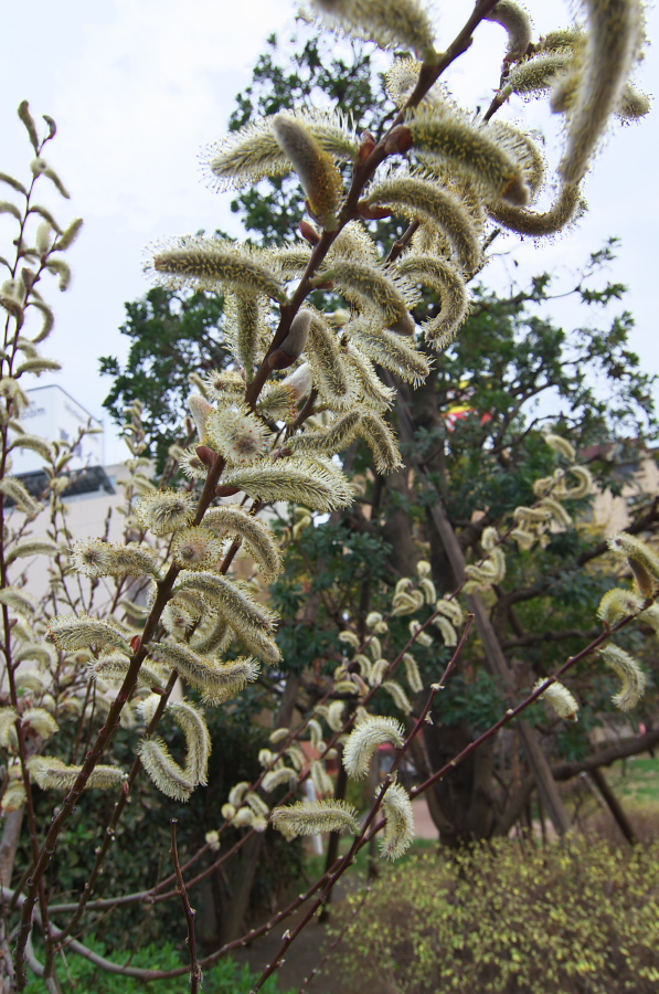 IMGP9014.jpg(407071 byte)