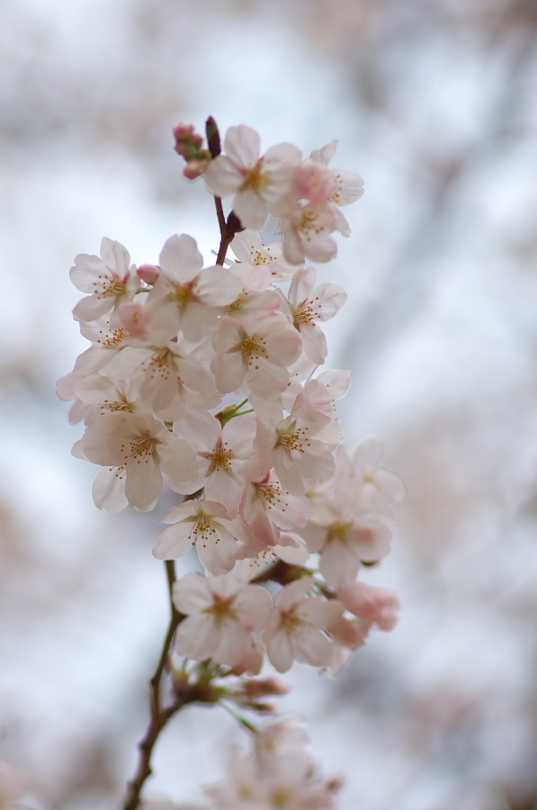 IMGP9058.jpg(165423 byte)