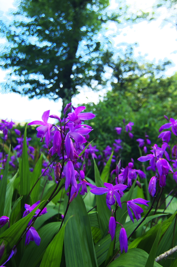 IMGP5157.jpg(369888 byte)