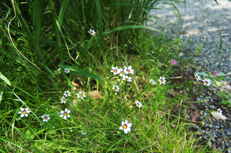 IMGP5168.jpg(464623 byte)