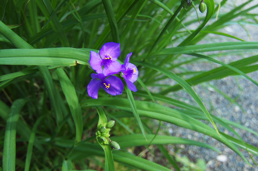 IMGP5180.jpg(292036 byte)