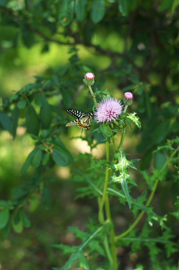 IMGP5208.jpg(212975 byte)