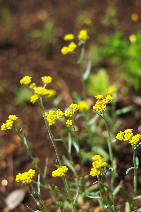 IMGP5209.jpg(234290 byte)