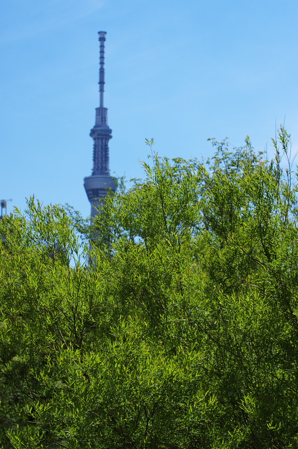 IMGP5221.jpg(489769 byte)