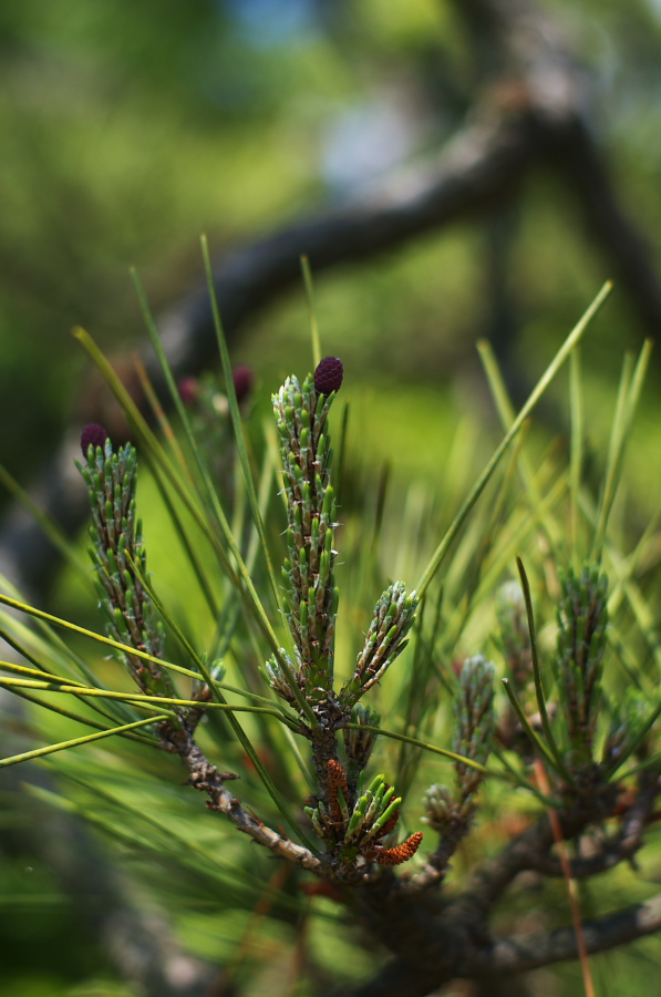 IMGP5228.jpg(242127 byte)