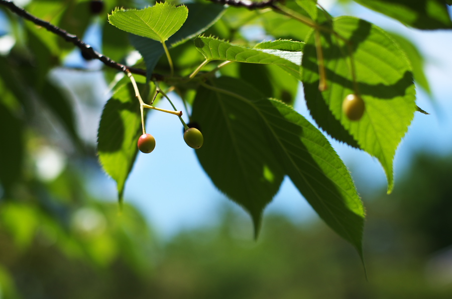 IMGP5241.jpg(197347 byte)