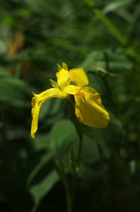 IMGP5249.jpg(137277 byte)