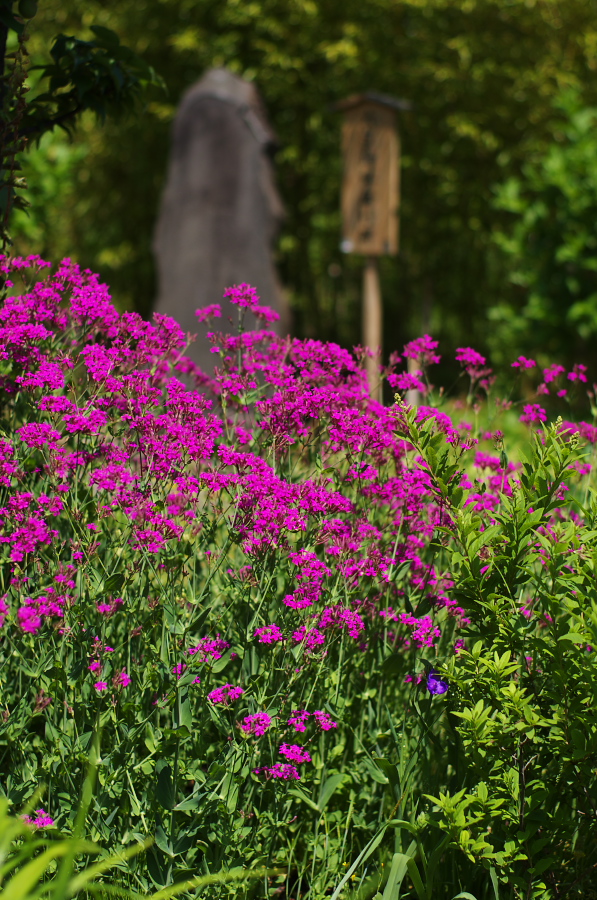 IMGP5283.jpg(498722 byte)