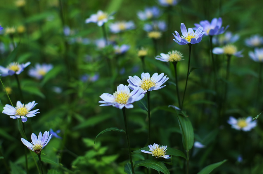 IMGP5285.jpg(206800 byte)