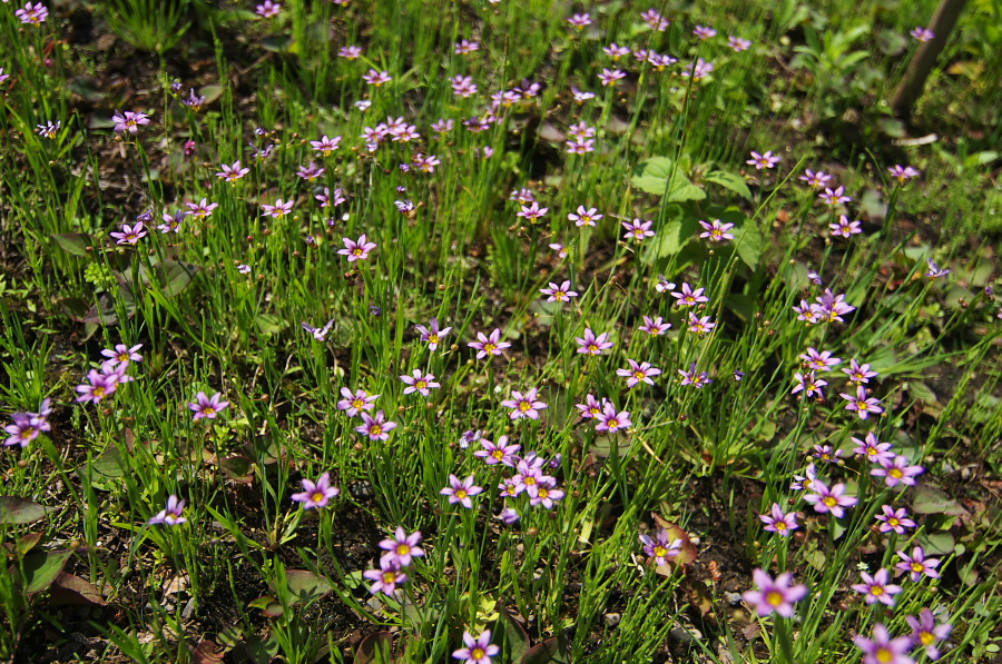 IMGP5309.jpg(601180 byte)