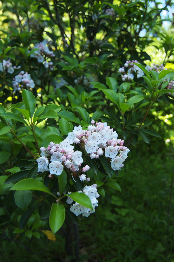 IMGP5322.jpg(331319 byte)