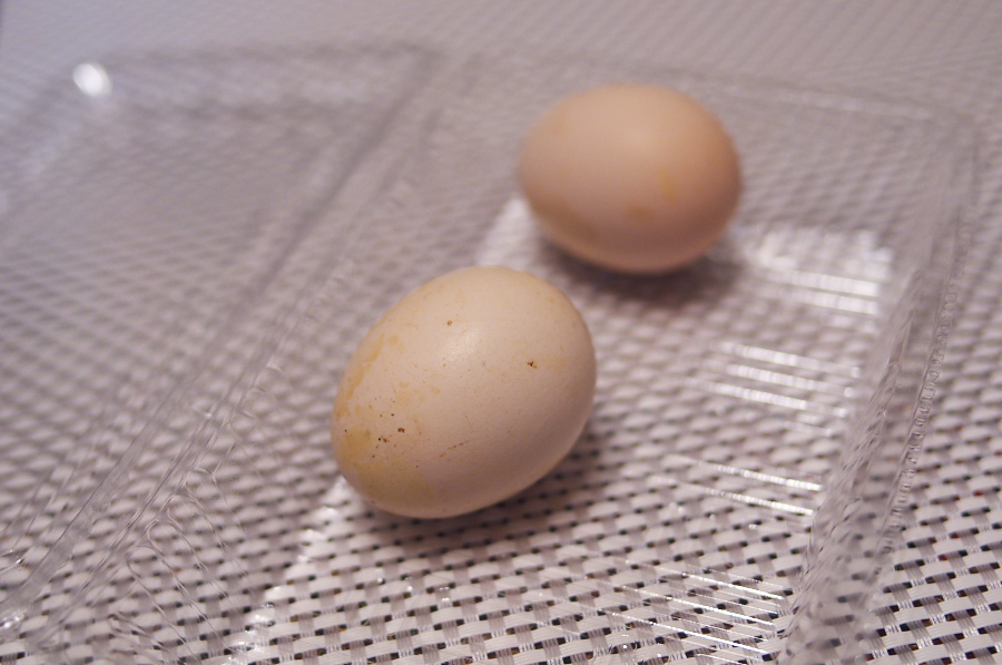 IMGP5836.jpg(260714 byte)