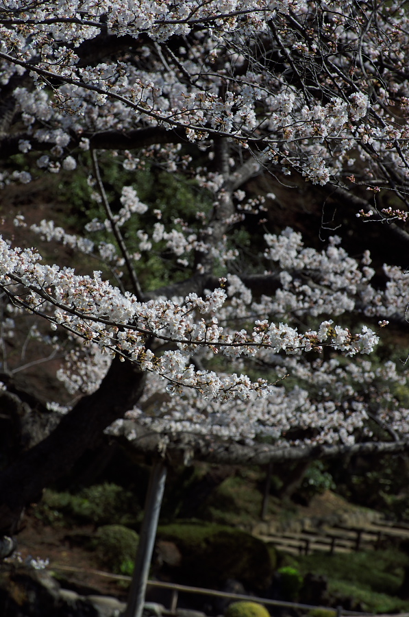 IMGP9337.jpg(403508 byte)