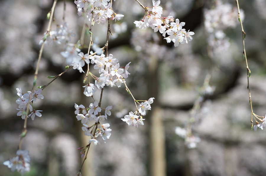 IMGP9526.jpg(229909 byte)