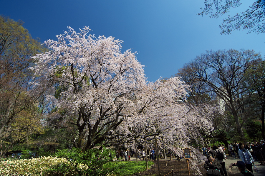 IMGP9547.jpg(532072 byte)