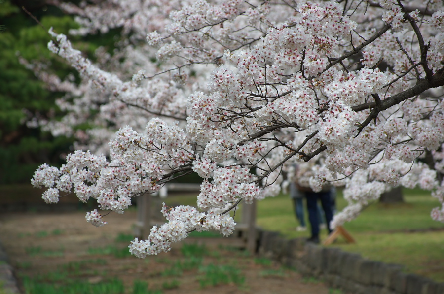 IMGP0032.jpg(362534 byte)