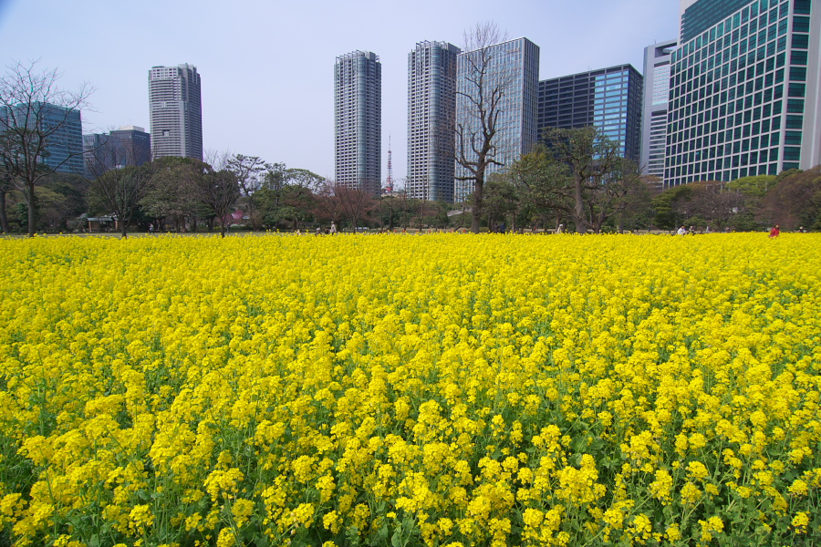 IMGP9906.jpg(586397 byte)