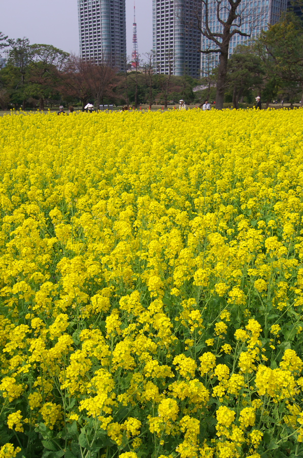 IMGP9908.jpg(633072 byte)