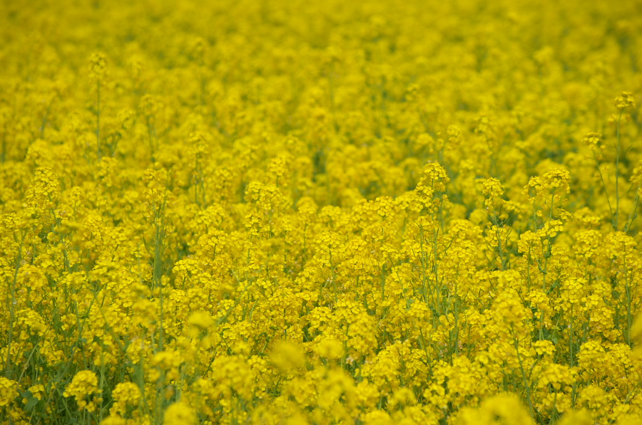 IMGP9939.jpg(416939 byte)