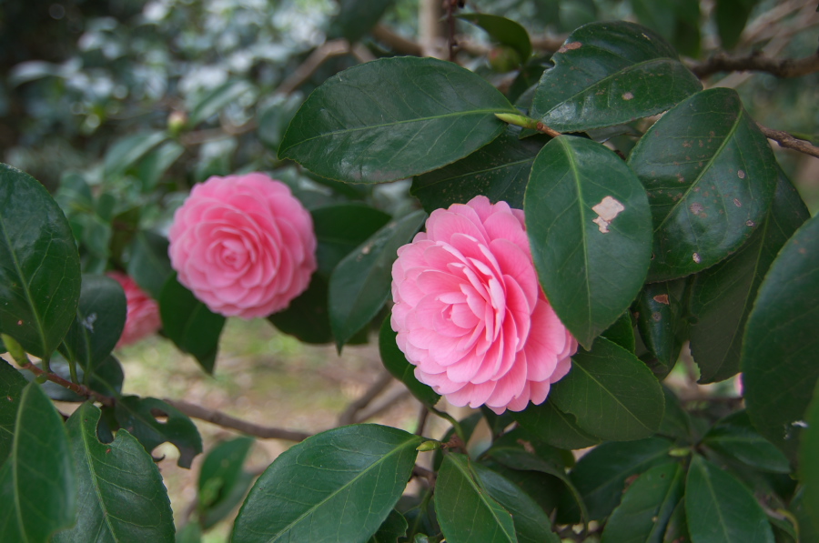 IMGP9990.jpg(259004 byte)