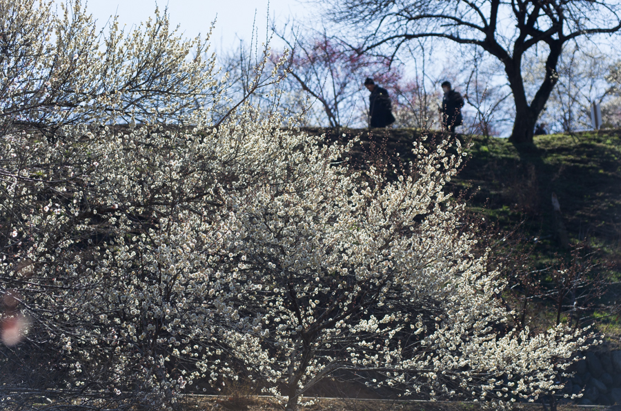 +IMGP2948.jpg(859516 byte)