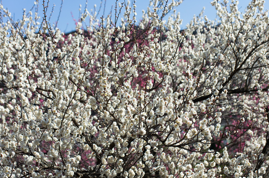 +IMGP2999.jpg(853167 byte)