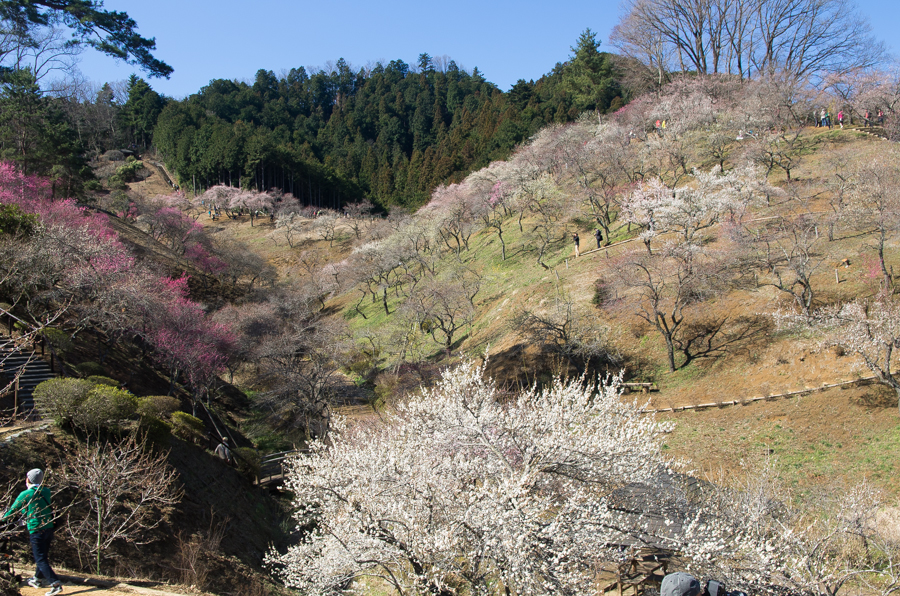 +IMGP3078.jpg(834535 byte)