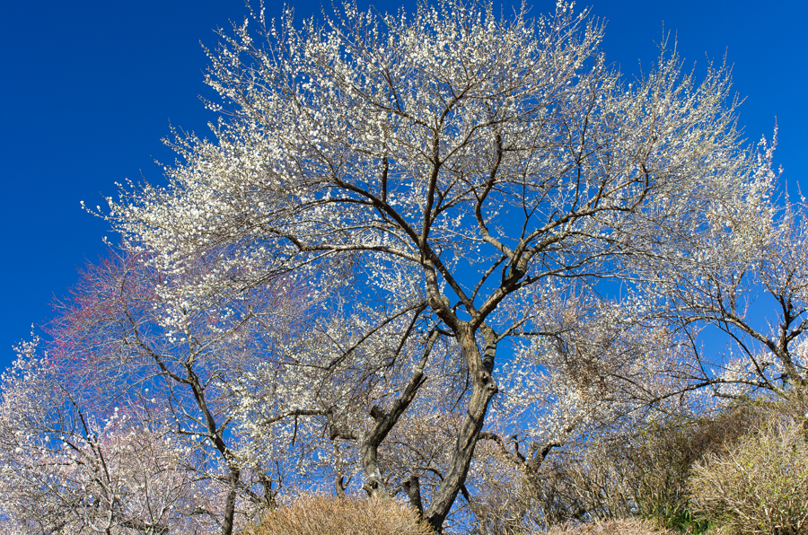 IMGP2945.jpg(1067615 byte)