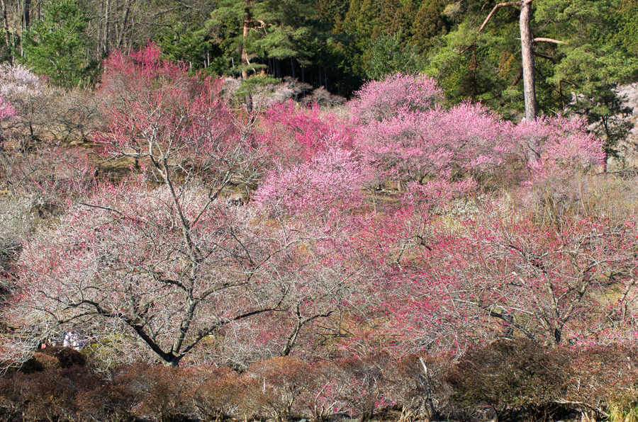 IMGP2971.jpg(1046176 byte)