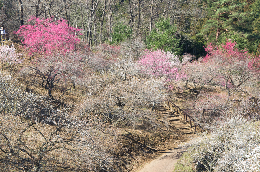 IMGP3051.jpg(952700 byte)