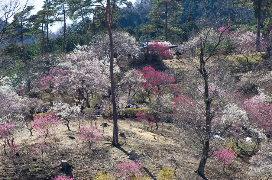 IMGP3111.jpg(890721 byte)