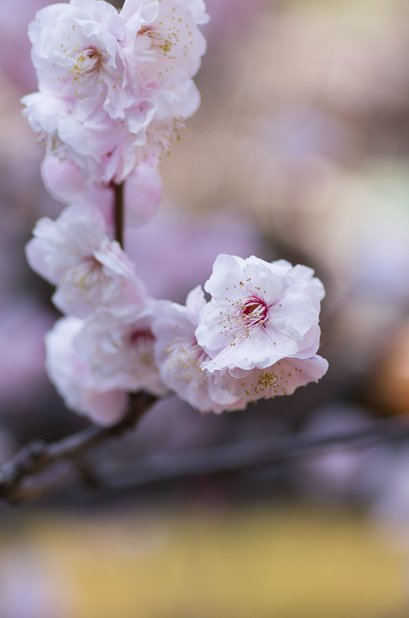 --IMGP3248.jpg(281319 byte)