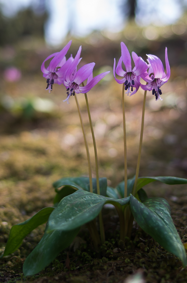 --IMGP3393.jpg(354543 byte)