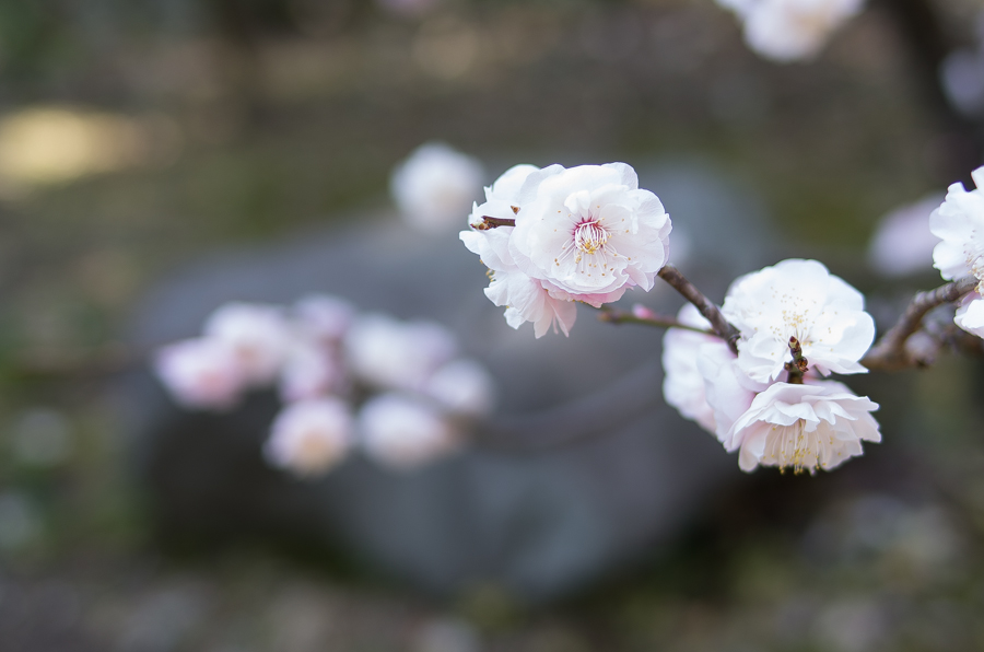 IMGP3233.jpg(250427 byte)