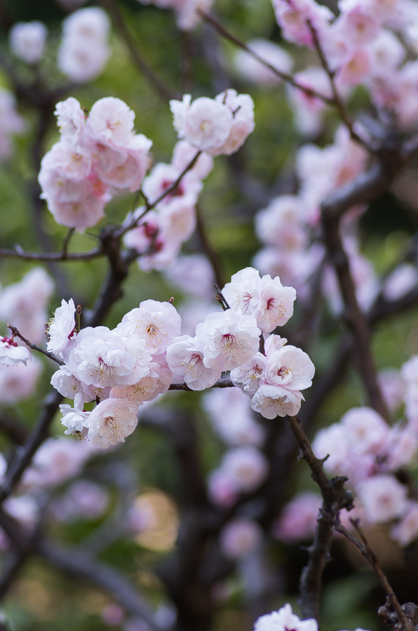 IMGP3245.jpg(372604 byte)