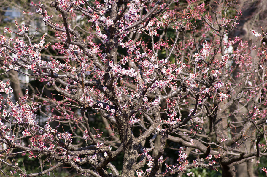 IMGP3262.jpg(883856 byte)