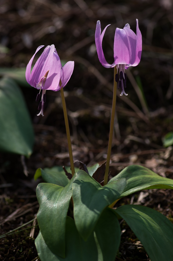 IMGP3304.jpg(331367 byte)