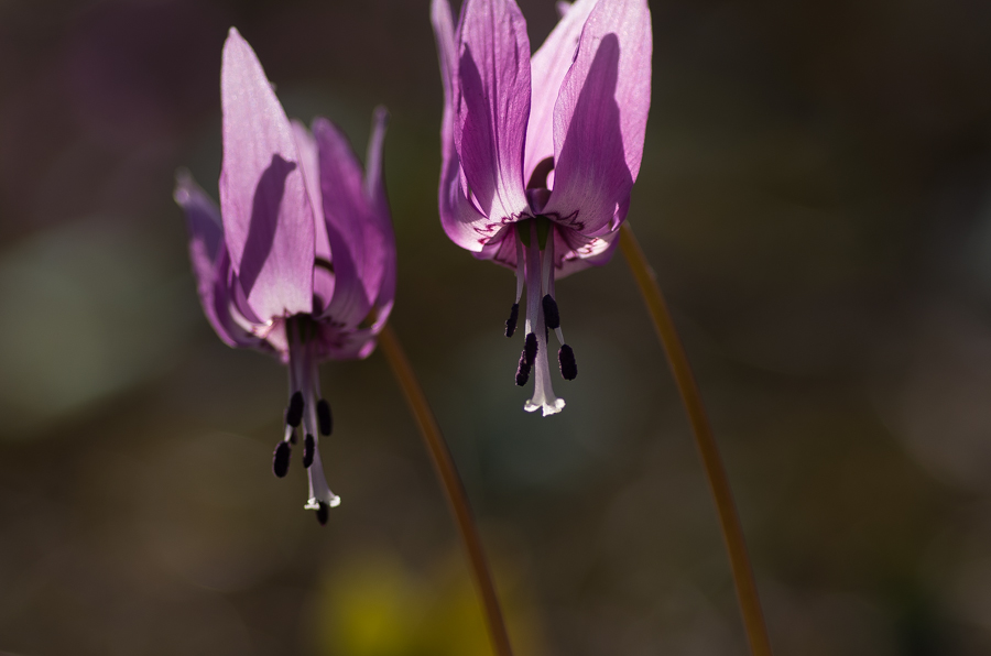 IMGP3314.jpg(243056 byte)