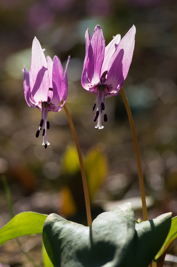 IMGP3318.jpg(350808 byte)