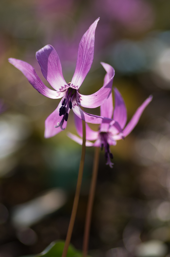 IMGP3339.jpg(306664 byte)