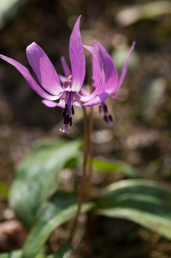 IMGP3353.jpg(333469 byte)